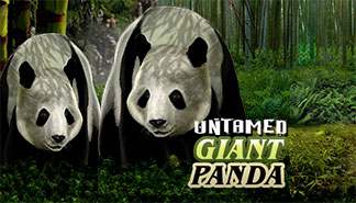 Untamed Giant Panda spilleautomater Microgaming  himmelspill.com